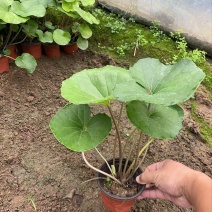 精品大吴风草优质大吴风草种植基地