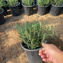 精品迷迭香优质迷迭香迷迭香自产自销