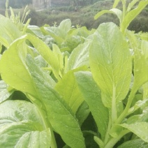 精品白菜苔欢迎老板来发财