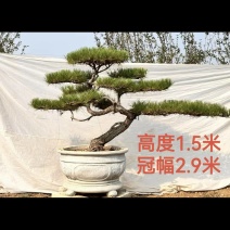 精品北方造型黑松盆景，一代人的坚持，二代人的付出，