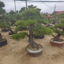 大型盆景松地景松迎客松，黑松盆景，庭院松，一棵也是批发价