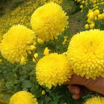 [牛]黄山贡菊苗徽州皇菊苗大板七月菊苗药食同源高产量