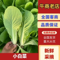 山东精品毛白菜，快菜，奶白菜，产地直发量大从优一手货源