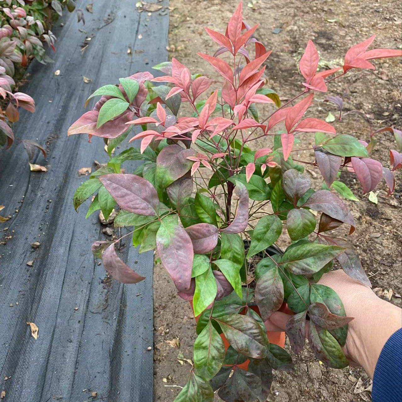 [南天竹批发]山东潍坊青州市南天竹 2.00元/棵精品火焰南天竹 _ 一亩田