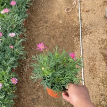 精品玛格丽特花优质玛格丽特花自产自销