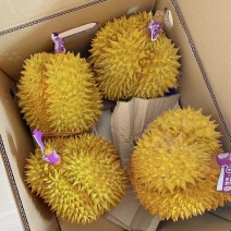 批发直销金枕榴莲
