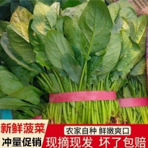 【精选】河北邯郸菠菜规格齐全保质保量一条龙服务对接商