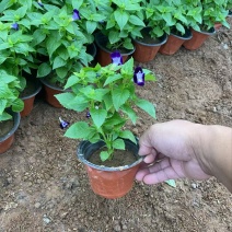 精品夏堇优质夏堇夏堇自产自销夏堇种植基