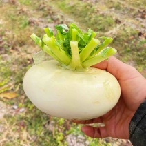 【今日推荐】仙居露天盘菜产地直发可视频看好对接全国