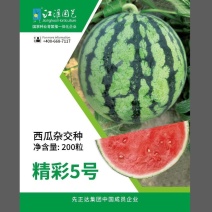 原厂正品江淮园艺精彩5号西瓜种子麒麟美都无籽西瓜种籽高产