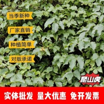 爬山虎厂家货源批发价格全国发货价格便宜欢迎下单咨询