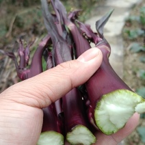 贵州遵义红菜苔