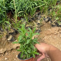 精品荷兰菊优质荷兰菊荷兰菊自产自销
