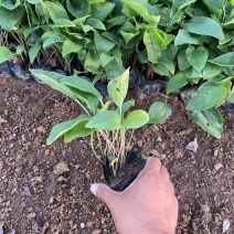 精品松果菊优质松果菊松果菊自产自销