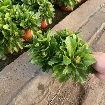精品长寿花优质长寿花长寿花自产自销