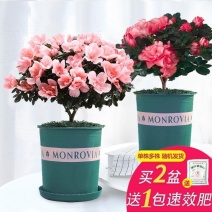杜鹃花盆栽花卉植物室内花带苞大颗老桩四季开花植物好养易活