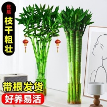 文昌竹4支金榜题名龙竹水培带根富贵竹植物客厅招财水养观音