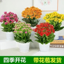 四季长寿花重瓣大朵带花苞花苗养不死植物室内好养盆栽绿植花