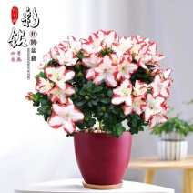 杜鹃花盆栽花卉植物室内花带苞大颗老桩四季开花植物好养易活