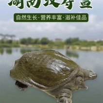 汉寿甲鱼（各种规格都有）量大
