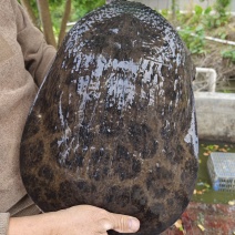 珍珠鳖出售