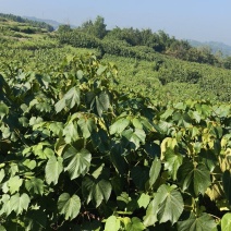 油桐苗油桐树苗油桐杯苗