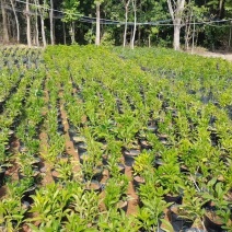 非洲茉莉