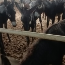 新鲜活驴现杀