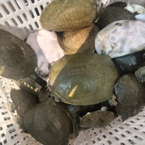 甲鱼，品种圆边黑花