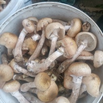 东北黑龙江野生蘑菇和没有农药没有化肥的纯绿色红小豆