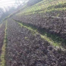 精品黑麦冬优质黑麦冬