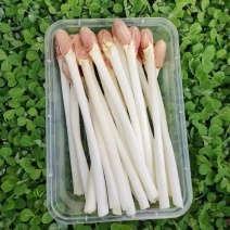 【牛商推荐】水培精品花生芽质量保证可对接全国市场