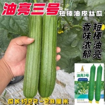 油亮三号丝瓜种子油亮型早熟高产短棒油皮香丝瓜种籽基地大棚