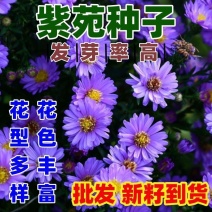 紫菀花种子多年生高山紫菀室外种植阳台庭院花籽盆栽春秋播