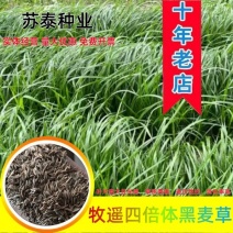 进口四倍体牧遥黑麦草种籽猪牛羊鱼兔鸡鸭鹅黑麦草