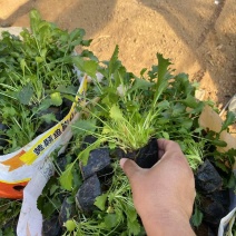 精品大滨菊优质大滨菊