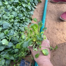 精品大滨菊优质大滨菊大滨菊自产自销