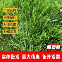 黑麦草厂家货源批发价格全国发货价格便宜欢迎下单咨询