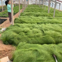 精品细茎针茅优质细茎针茅细茎针茅自产自销