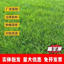 高羊茅厂家货源批发价格全国发货价格便宜欢迎下单咨询