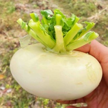 菜地头批盘菜产地直发可视频看好对接各地区