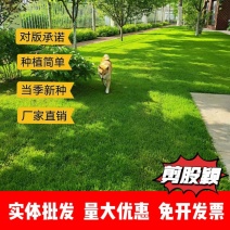 剪股颖厂家货源批发价格全国发货价格便宜欢迎下单咨询