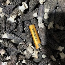 （新货）头茬羊肚菌、各种规格齐全、一手货源量大从优！