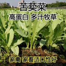 高产苦荬菜种子养鹅牧草草籽鱼猪鸡鸭鹅全国包邮发货