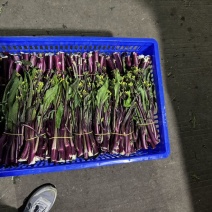 红菜苔高度20公分到25公分