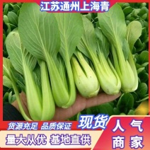 江苏上海青，精品上海青大量供应，新鲜采摘江苏南通产地直发量大