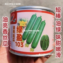 绿盈103短棒香丝瓜种子油皮抗病高产油亮丝瓜种子绿玲珑