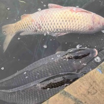 生态大湖鲤鱼
