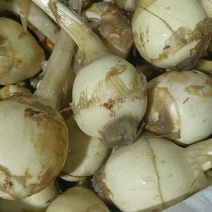 扬州特产慈菇，万亩基地，品种齐全，从事慈菇行业二十年有余