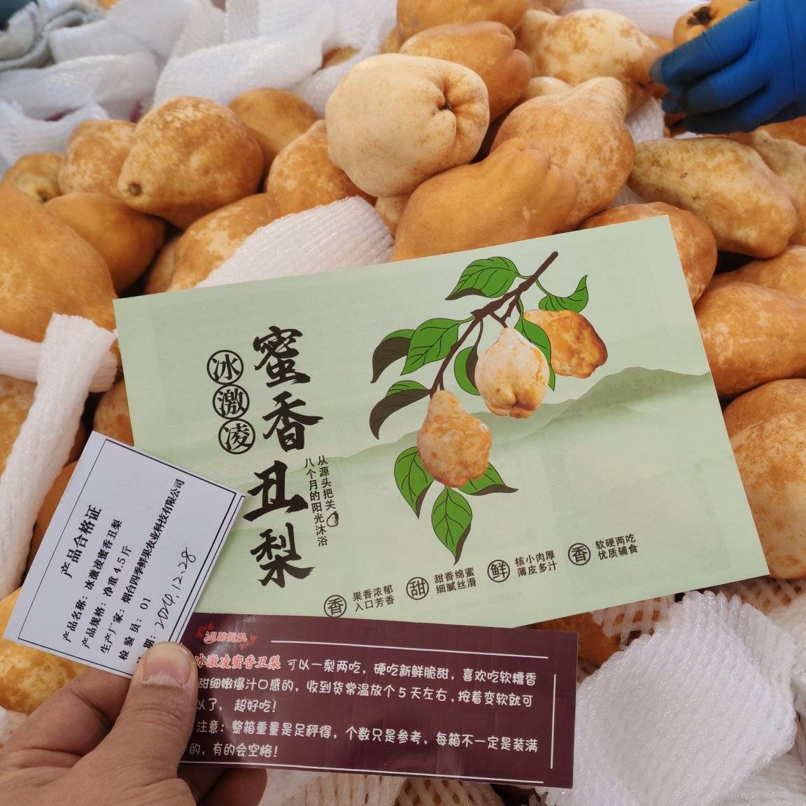 [丑梨批发]山东烟台莱阳市梨 19.80元/件冰激凌蜜香丑梨之小 _ 一亩田